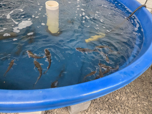 Students testing water